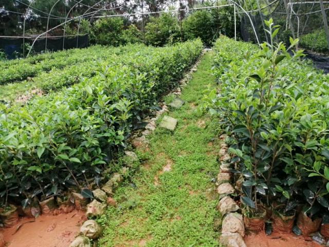 世界四大木本油料植物之油茶树，种植前景及经济效益如何？