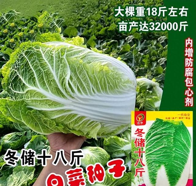 冬储大白菜什么时候种好？怎么种？用这个方法省种子出苗又好