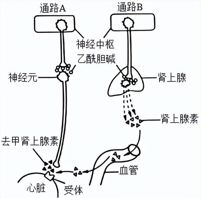 2023年高考全国乙卷生物真题