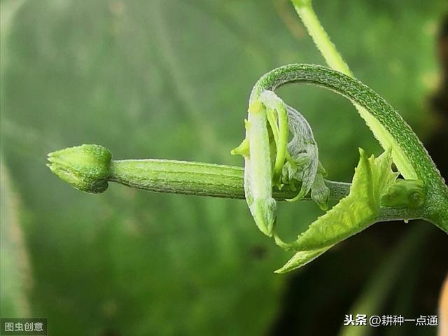 丝瓜优质高效种植技术研究