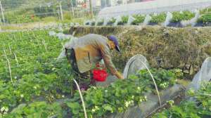 适合福建种植的草莓(巧克力味的草莓你吃过吗？闽清白樟牛奶草莓生态园“上新”啦)