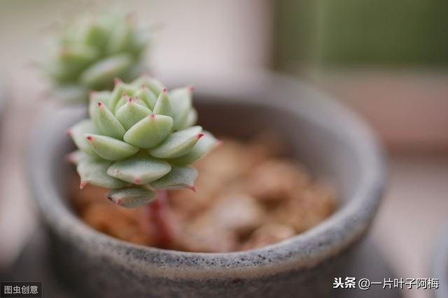 多肉届的群生小霸王，大方优雅的静夜，附养护小技巧