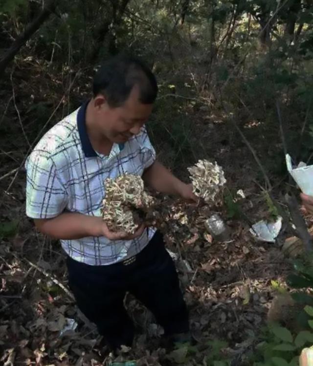 农村小伙负债三百万创业，扎根深山种植中药材，带一千户农民致富