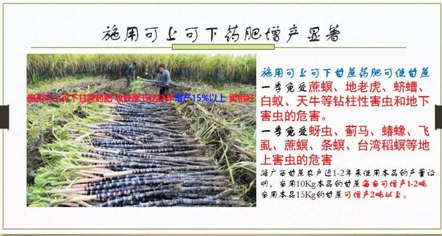 这样种甘蔗，简单、高产、没虫、少病害