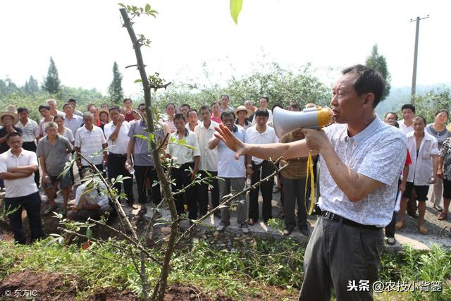 花椒嫁接掌握好这些要点，嫁接后易成活、长势好、产量大！