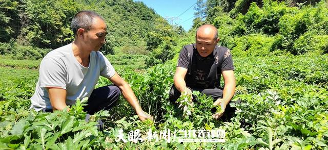 【金秋好“丰”景】 德江：小前胡长成富民大产业