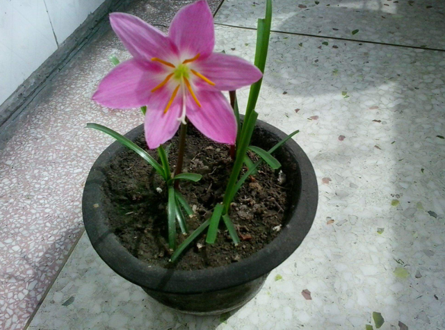 韭兰花栽种后成活不好？花姐告诉你这点，来年开花又爆盆！