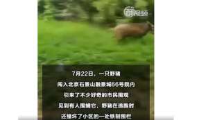 北京房山野猪养殖(多方围捕“二师兄”野猪误闯北京一小区，逃跑时还撞坏一处铁围栏)