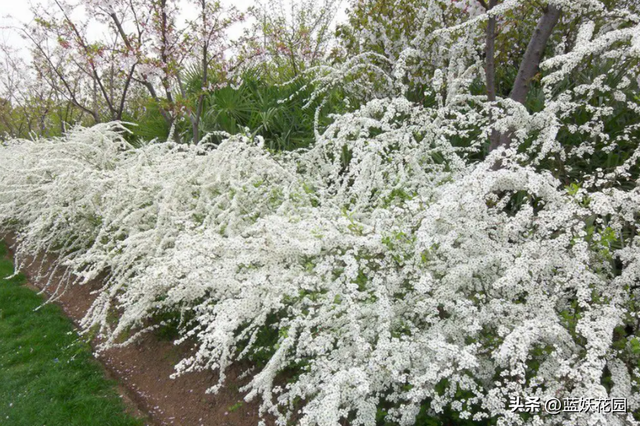 这12种耐寒花卉，零下20度冻不死，特别适合粗养，也可院子里地栽