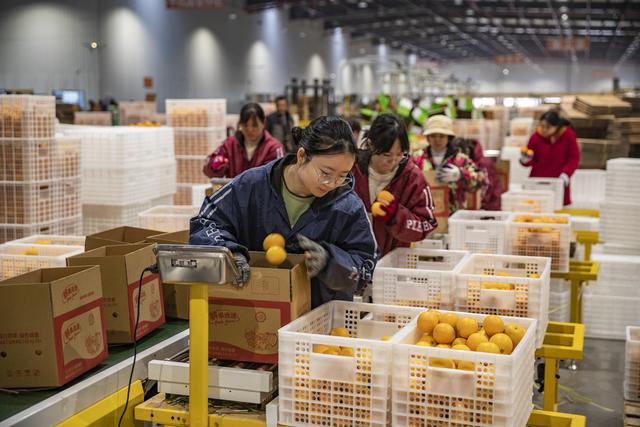 （经济）重庆奉节：脐橙进入收获季 转型升级促增收