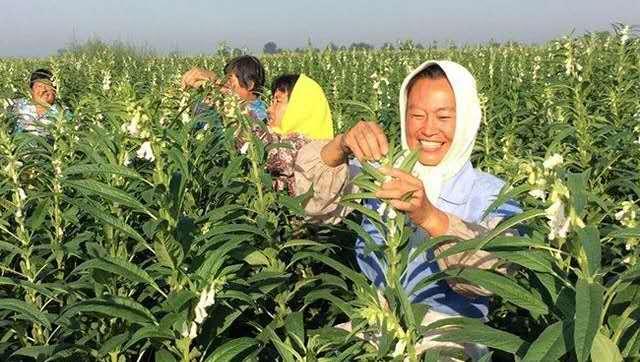 芝麻一穴一株，一株双杆高产栽培技术，原来是这样种植的