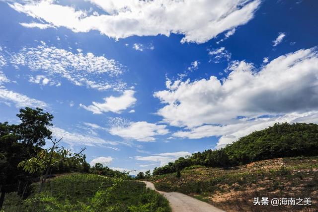 花梨木需要近百年才能成材出格，为啥这个城市就敢全民种上千万棵