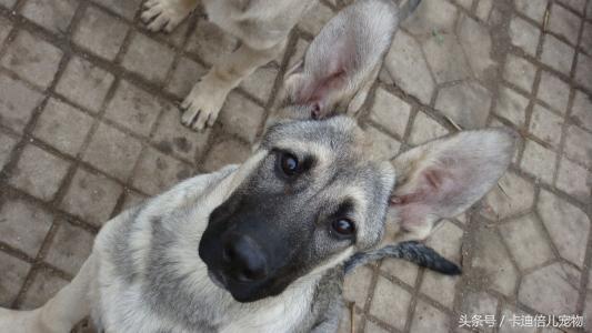 酷似大灰狼的犬——中华狼青犬