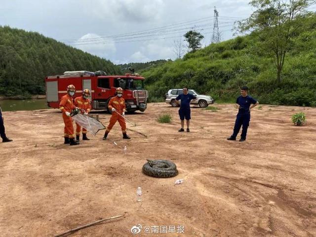 南宁一养殖场惊现90斤大蟒蛇 广西一高校内也有蟒蛇溜进……