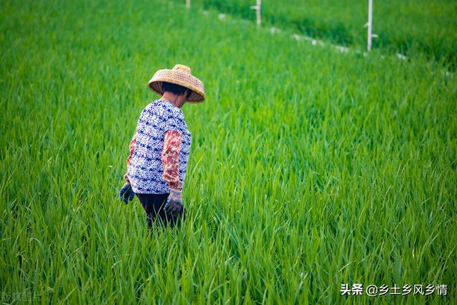 农民种地成本分析，看一年挣10万元需要种多少亩地