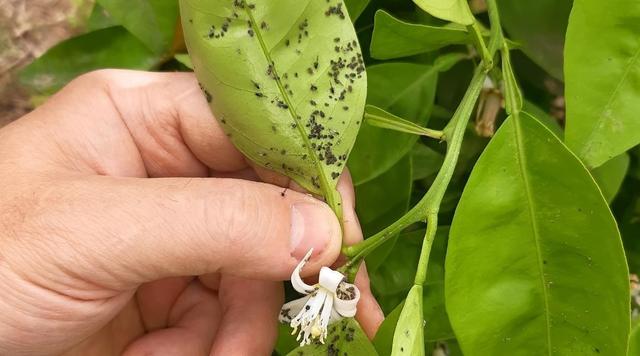 矮柠檬树的种植、生长和护理指南