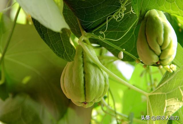 佛手瓜的种植时间和方法，不怕你不知道怎么种！老农告诉你诀窍