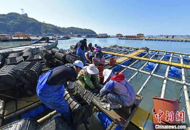 福建泉州：海参收获忙