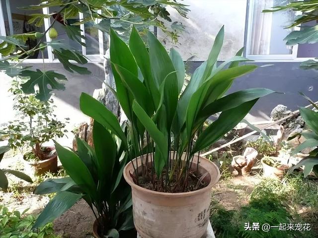 适合居家种植的5种植物，清新好看除尘杀菌，一次养十盆不嫌多