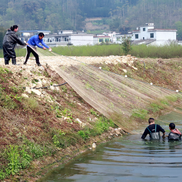 鲈鱼、鸭嘴鲟、中华鲟…兴文这23个鱼塘占地500亩，常年存塘量70万斤