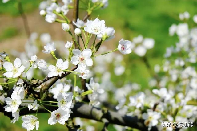 3月梨园梨树农事有哪些？花芽分化是关键，5个措施不可或缺