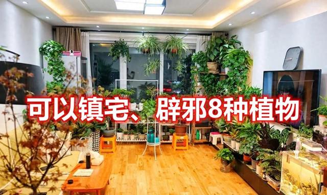 这8种植物有镇宅、辟邪的效果，家里摆一盆，可以守家护宅保平安