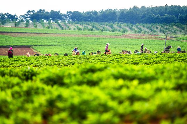 江西樟树：藠头喜迎收获季 农民采收促增收