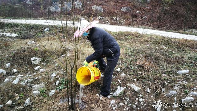 六盘水高新区：木姜花开幸福来