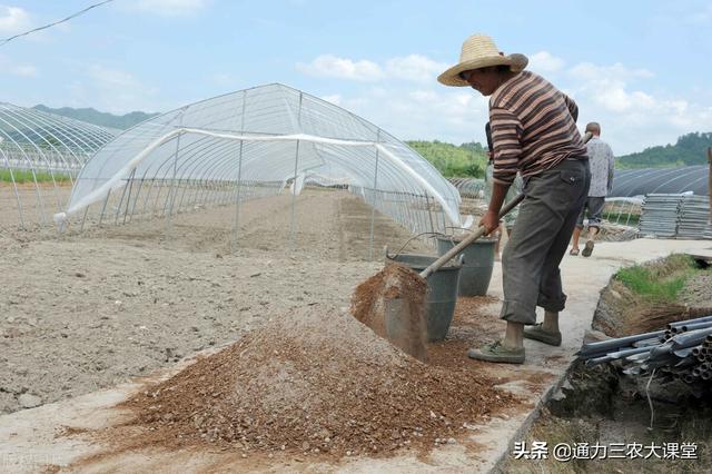 大棚蔬菜高产优质种植方法，只要学会这几招，每亩至少多挣5000元