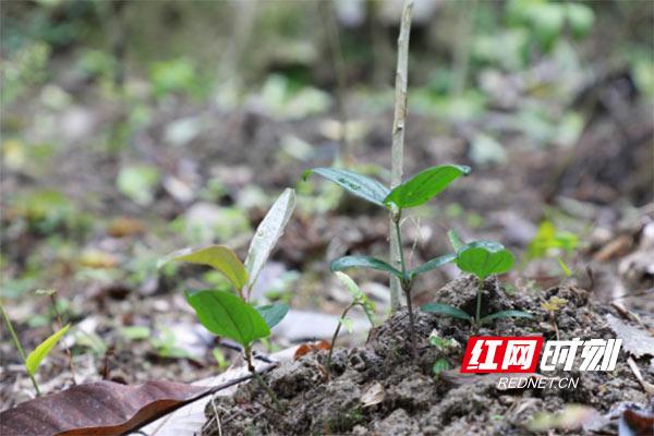 湖南炎陵：种下中草药 收获振兴“良方”