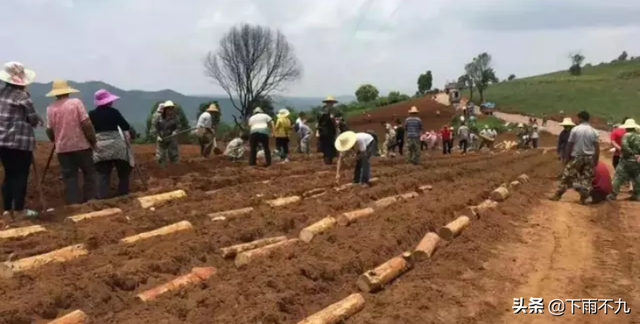 茯苓种植技术与栽培管理