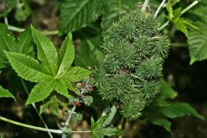 蓖麻种植季节(农村有一种植物，很多人摘过也吃过，被称为“生化武器”，是什么)