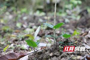 重楼最新种植视频(湖南炎陵：种下中草药 收获振兴“良方”)