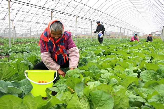 大白菜最佳种植时间到了！做好这3点工作，白菜产量高、品质佳