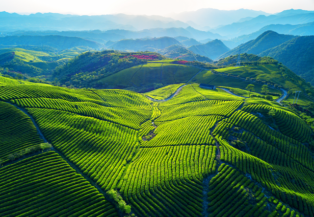 景美茶香！拿好这份浙江茶园地图，觅春去~