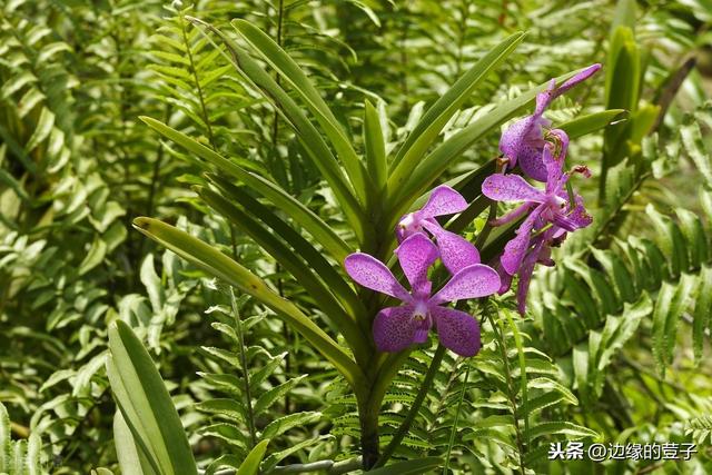 白芨应该如何种植？白芨的核心种植技术和施肥方法