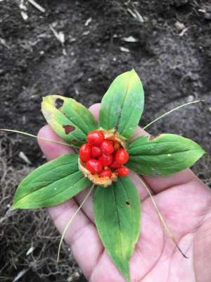 怎样种植七叶一枝花(七叶一枝花（重楼）的种植方法)