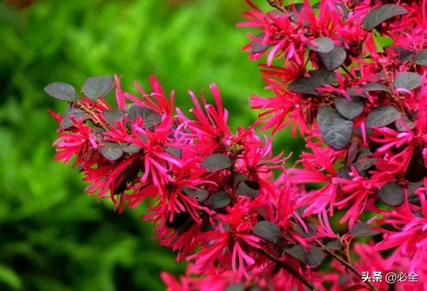 红花继木怎样栽培？红花继木种植时间要点