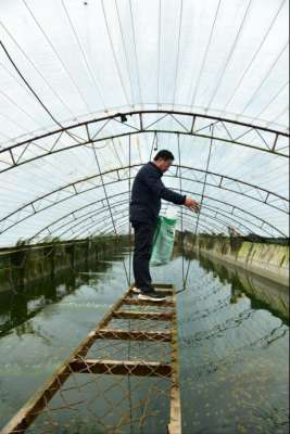 大型热带鱼养殖场(邯郸有个田园观赏鱼养殖厂 大棚里养殖着淡水鲨鱼)