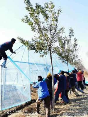 露天葡萄种植技术(“不建大棚，就被淘汰”？露天葡萄还能走多远)