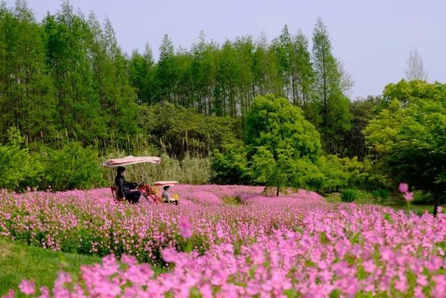 3月金山这里变身“粉红王国”，你可千万别错过