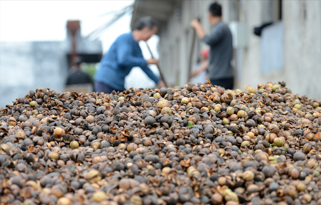 刘成白手起家种植油茶果，年收入破五千万元，带领村民共同创收