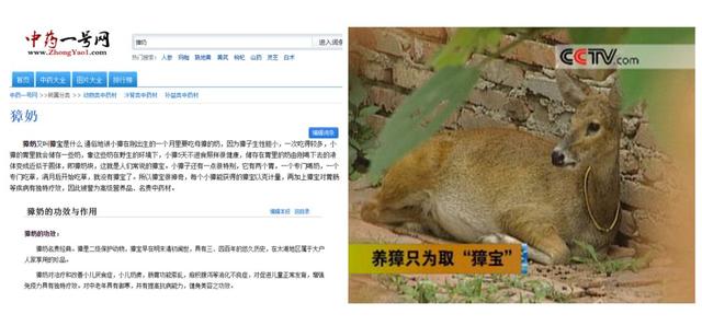 獐：都濒危成这样了，又被人干掉23只