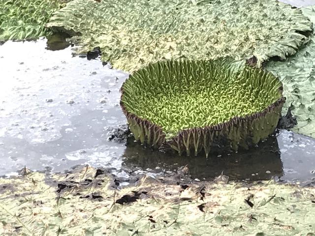 苏州小伙创业亏损百万，靠种植鸡头米翻身，带领村民致富