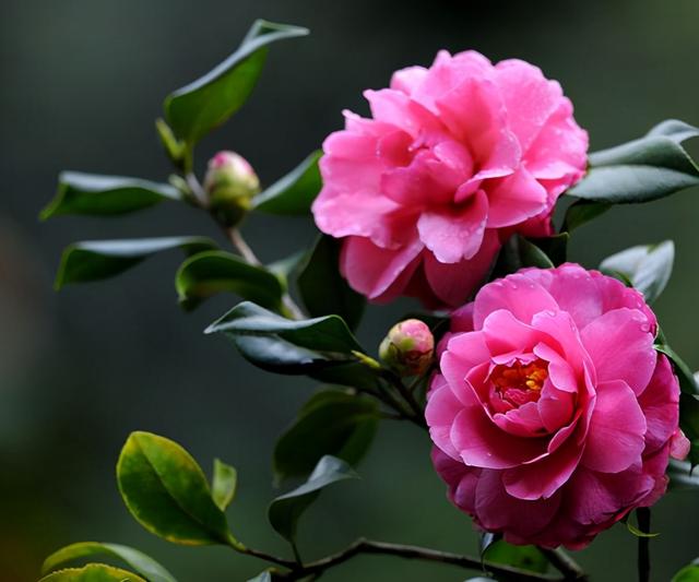 阳台再挤也要养茶花，养护得好，花比香水更好闻