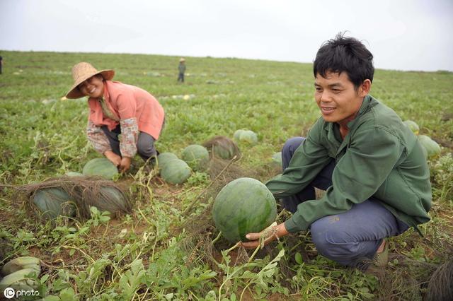 种植西瓜，做好这些管理工作，您也可以种出优质瓜果