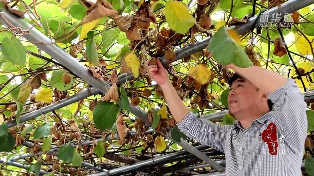 千城百县看中国｜河北灵寿：小小猕猴桃 结出乡村振兴“致富果”