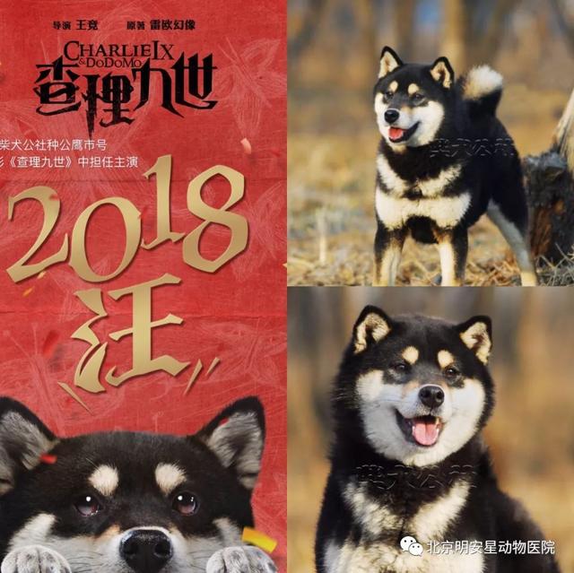 狗界小戏精—柴犬