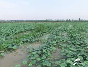 山东适合养殖小龙虾吗(龙虾养在藕塘里——微山湖的龙虾养殖“秘籍”)