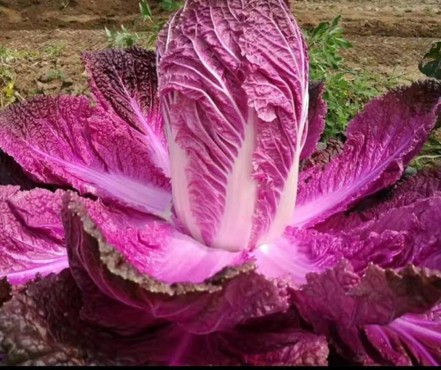 六月份天气太热，不能种植蔬菜吗？哪些蔬菜适合现在种植？